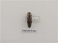 藏品(叩頭蟲(1))的圖片